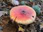 Légyölő galóca (Amanita muscaria), Budai-hegység. Élénkpiros, vagy narancsos alapszínen fehér pettyek